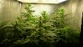 Detuvieron a cultivador de marihuana bajo sospecha de vender su producción